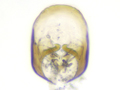 Acrotriches atomaria